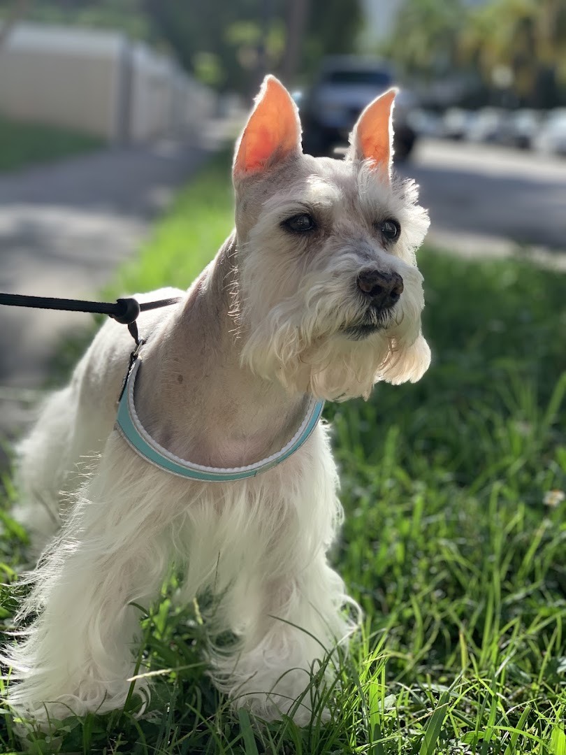 Pet Epoque Grooming